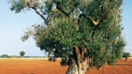 L’Olivo e le piante stagionali invernali