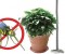 Stop alle zanzare con le piante