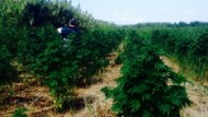 Trovata piantagione di marijuana