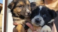 Studenti salvano 8 cuccioli abbandonati