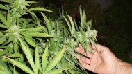 Sorpreso con 4 Kg di marijuana in casa: arrestato