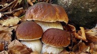 8 passi per evitare l’avvelenamento da funghi