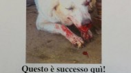 Cane ucciso: denunciato il colpevole