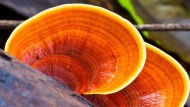 Il Ganoderma lucidum, un fungo dalle molteplici proprietà benefiche