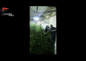 Aprilia: trovato con 850 piante di marijuana, arrestato.