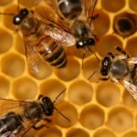 La cera d’api non presenta tracce di agenti inquinanti riconducibili alla Eco X