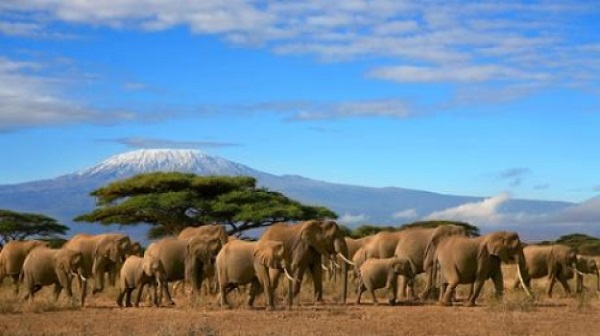 Kilimangiaro - Parco Nazionale Amboseli