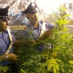 Serra di marijuana ad Aprilia, arrestata una donna
