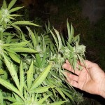 Coltivava Marijuana: arrestato 41 enne