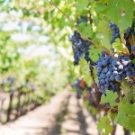 Rilancio del settore vitivinicolo, nuovi fondi per investire