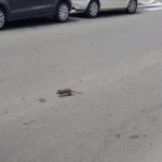 Ratti e insetti: continuano le disinfestazioni ad Aprilia