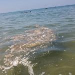 Schiuma e mucillagine nel mare di Sperlonga
