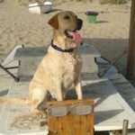 Contro l’abbandono: cani a bordo a 5 Euro