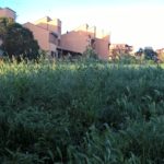 APL denuncia per la terza volta l’erba alta in Via Bellini