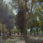 Europa Verde: “Aprilia ha bisogno di un censimento arboreo”.