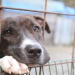 Amici di Birillo: “Basso numero di adozioni di cani quest’anno ad Aprilia”.