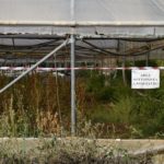 Scoperta piantagione marijuana tra Aprilia e Lanuvio: 2 denunce.