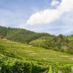 OCM vino – Promozione sui mercati dei paesi Terzi – avviso ann. 2021/22 – proroga termini.