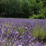 Profumi e colori in giardino e terrazzo