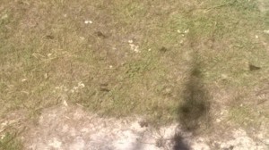 10556321_10202576156704817_3016947766335789853_n